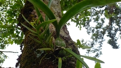 Epidendrum citrosmum