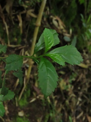 Duranta mutisii