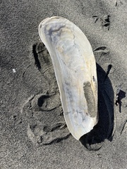 Modiolinae