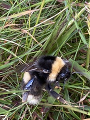 Bombus cryptarum