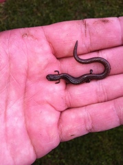 Batrachoseps major major