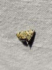 Eoparargyractis irroratalis