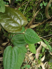Smilax tomentosa