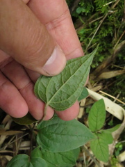 Smilax tomentosa