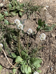 Micranthes rhomboidea