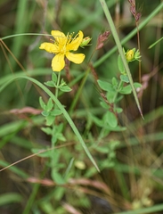 Hypericum gymnanthum
