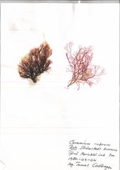 Ceramium rubrum