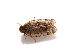 Tachycixius pilosus