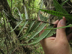Serpocaulon sessilifolium