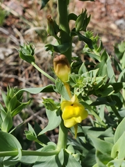 Linaria dalmatica dalmatica