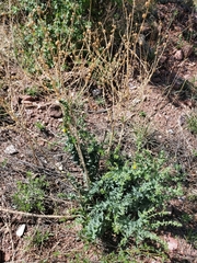 Linaria dalmatica dalmatica