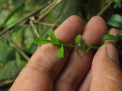 Baccharis bogotensis