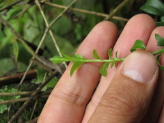 Baccharis bogotensis