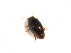 Olibrus affinis