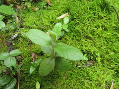 Ageratina asclepiadea