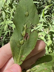 Neolasioptera vernoniae