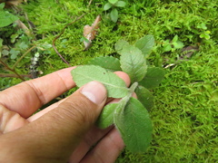 Ageratina asclepiadea