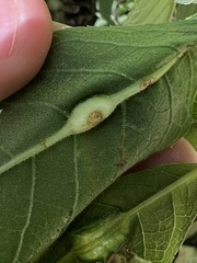 Neolasioptera vernoniae