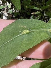 Neolasioptera vernoniae