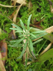 Linochilus rosmarinifolius