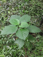 Mussaenda shikokiana