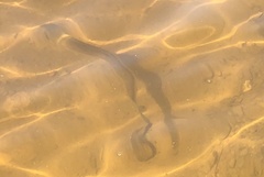 Alosa pseudoharengus