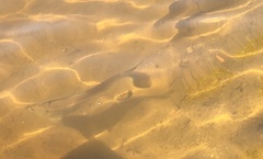 Alosa pseudoharengus