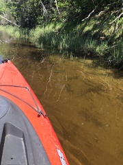 Alosa pseudoharengus