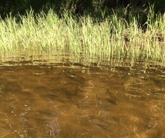 Alosa pseudoharengus