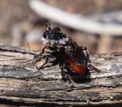 Cerotainiops omus