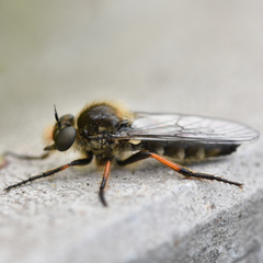 Leptarthrus brevirostris