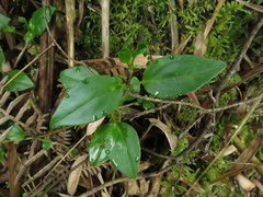 Valeriana clematitis