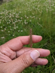 Hordeum secalinum