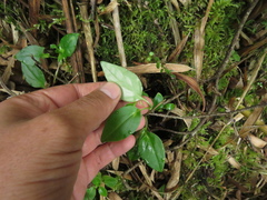 Valeriana clematitis