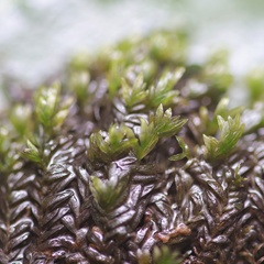 Fissidens crassipes