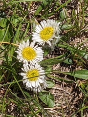 Erigeron alpinus