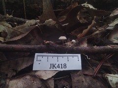 Mycena confinationis