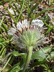 Erigeron alpinus