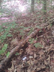 Mycena confinationis