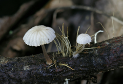 Mycena confinationis