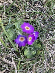 Primula scotica
