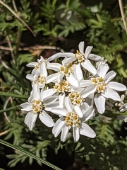 Achillea erba-rotta