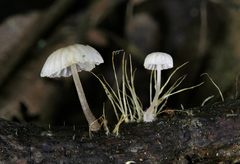 Mycena confinationis