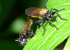 Laphria sericea