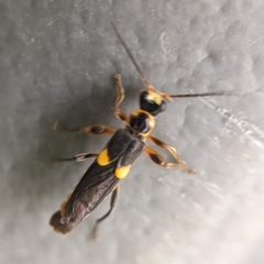 Trypherus frisoni