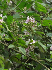 Rubus floribundus