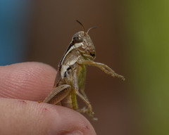 Paroxya atlantica