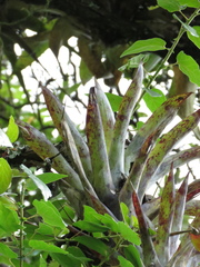 Tillandsia clavigera