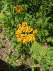 Packera schweinitziana