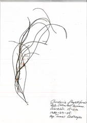 Chordaria flagelliformis